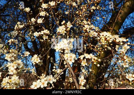 Floraison de cerises, de cerises douces et de cerises d'oiseaux. Belles fleurs blanches parfumées sur les branches pendant l'heure d'or. Fleurs blanches de printemps Banque D'Images