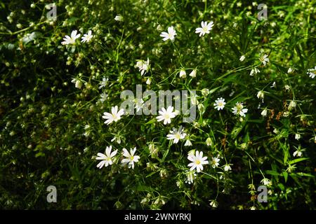 Starflower Stellaria est un genre de plantes à fleurs de la famille des œillets. Plante de pois en bois. Fleurs blanches dans la forêt. Fruska Gora, Serbie Banque D'Images