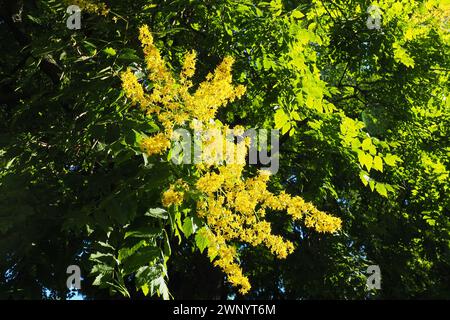 Koelreuteria paniculata est une espèce de plante à fleurs de la famille des Sapindaceae. Un arbre fleurissant avec des fleurs jaunes. Arbre Goldenrain, fierté de Banque D'Images