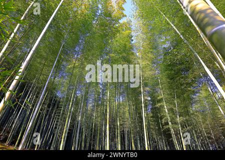 Tenryu-ji, un vénérable temple zen à Arashiyama, Susukinobabacho, Sagatenryuji, Ukyo Ward, Kyoto, Japon Banque D'Images