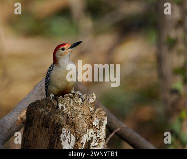 Pic à ventre rouge (Melanerpes carolinus), Dyke Marsh, Alexandria, Virginie Banque D'Images