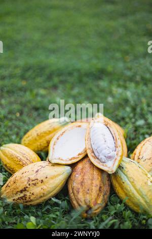 Pile de gousses de fruits de cacao reposent sur le fond d'herbe le jour ensoleillé. Gousse de cacao fraîche coupée exposant les graines de cacao. Banque D'Images