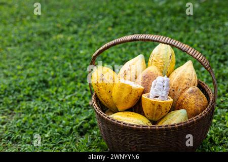 Un panier de gousse de cacao. Coupez en deux des gousses de cacao mûres ou des fruits de cacao jaunes récoltez les graines de cacao sur un panier. Banque D'Images