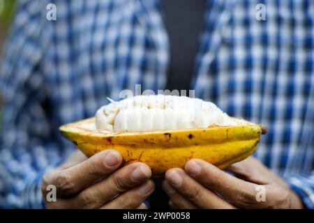 Femme agriculteur tenant un fruit de cacao mûr avec des haricots à l'intérieur. Banque D'Images