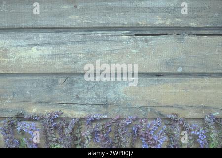 Fleurs de lavande et de sauge sur une table en bois gros plan. Planches horizontales de vieux bois foncé avec des fleurs violettes et bleues et des feuilles autour des bords Banque D'Images