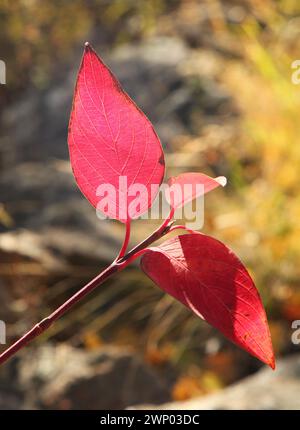 Feuilles d'automne du Dogwood (Cornus sericea) dans les montagnes Beartooth, Montana Banque D'Images