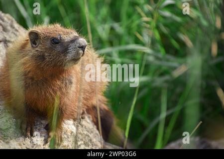 Marmotte à ventre jaune assise sur le rocher avec un feuillage vert en arrière-plan Banque D'Images