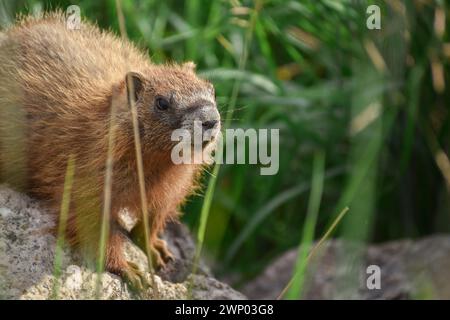 Marmotte à ventre jaune assise sur le rocher avec un feuillage vert en arrière-plan Banque D'Images