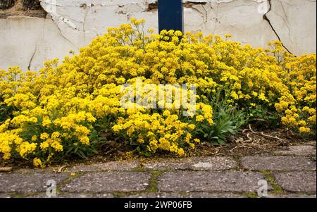 Fleurs jaunes poussant sur un trottoir à côté d'une maison blanche à Potzbach, en Allemagne, un après-midi de printemps. Banque D'Images