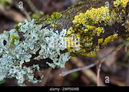 espèces de lichens et mousse sur branche d'arbre gros plan sélectif Banque D'Images