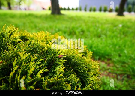 Thuya cisaillé sur la pelouse. Façonner la couronne de thuja. Jardin et parc. Floriculture et horticulture. Aménagement paysager des zones urbaines et rurales. Jaune Banque D'Images