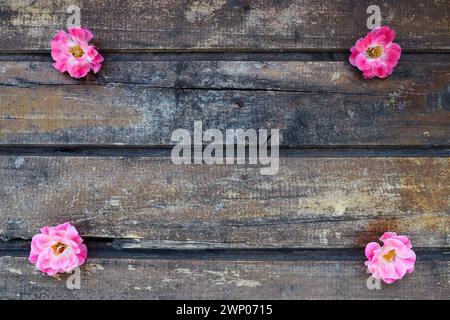 Bourgeons de roses éponge rose pulvérisé sur un fond en bois. Quatre belles roses sont disposées sur la table dans les coins. Copier l'espace. Espace libre pour le texte Banque D'Images