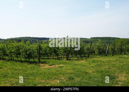 Verger sur les pentes de la montagne Fruska, Serbie, Sremska Mitrovica, Novi Sad. Rohal est une base de loisirs pour les gens. Agriculture dans les Balkans Banque D'Images