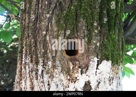 Un creux creusé par le bec d'un pic. Un trou rond dans l'écorce et le cambium d'un grand vieux arbre fruitier dans le jardin. Mousse verte et blanche Banque D'Images