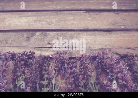 Fleurs de lavande et de sauge sur une table en bois gros plan. Planches horizontales de vieux bois foncé avec des fleurs violettes et bleues et des feuilles autour des bords Banque D'Images