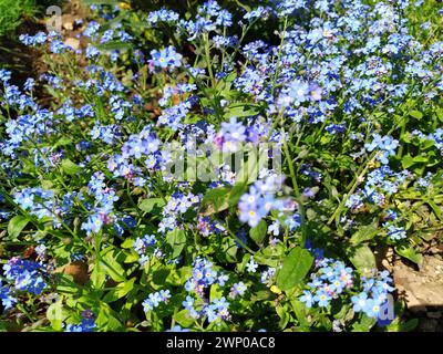 Oublie-moi-nots. Myosotis fleurs bleues de la famille des Boraginacées. Oublie-moi-Nots ou graminées de scorpion. Myosotis alpestris petites fleurs pour Banque D'Images