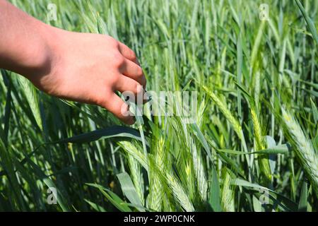 Main humaine sur le fond d'un champ de blé. Main d'un garçon touchant de jeunes plants de céréales. Protéger les plantes contre les parasites et augmenter les rendements Banque D'Images