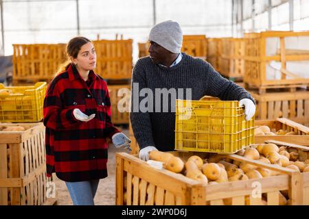 Hommes et femmes agriculteurs parlant pendant l'empilage des citrouilles Banque D'Images