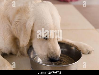 Une photo en gros plan d'un chiot doré assoiffé lavant de l'eau d'un bol en acier inoxydable Banque D'Images