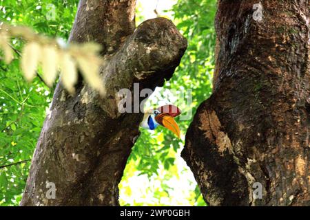 Un mâle à bec noué (Rhyticeros cassidix) regarde vers le bas alors qu'il se perche sur une branche d'arbre dans la réserve naturelle de Tangkoko, Sulawesi du Nord, Indonésie. Hornbill—vulnérable à la chasse en raison de la grande valeur de leur viande, casques et plumes de queue— joue un rôle important dans la régénération des forêts et dans le maintien de la densité des grands arbres par sa capacité en tant qu'agent de dispersion des graines, tandis que dans le même temps une forêt tropicale saine est importante dans la lutte contre le réchauffement climatique par son rôle d'absorption du carbone. Banque D'Images