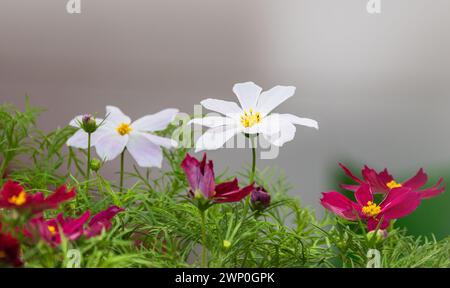 Des fleurs blanches et rouges poussent dans un jardin. Cosmos est un genre, avec le même nom commun de cosmos, composé de plantes à fleurs de la famille des tournesols Banque D'Images