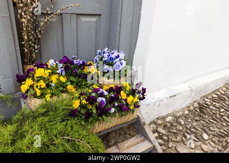 Viola tricolore, fleurs décoratives colorées en pot se dresse devant une vieille porte en bois Banque D'Images