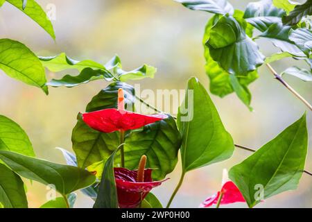 Photo macro Anthurium avec flou sélectif, fleurs rouges tropicales dans un rayon de soleil Banque D'Images