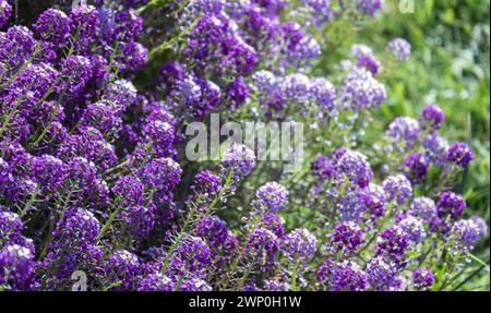 Douce Allysum en fleur, fleurs colorées sur une journée d'été ensoleillée. Lobularia maritima gros plan photo avec ficus doux sélectif Banque D'Images