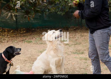 Gros plan de la main d'un homme offrant une balle à un heureux chien Golden retriever en prévision Banque D'Images