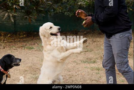 Photo en gros plan de la main d'un homme offrant une boule rouge à un chien Golden retriever ludique Banque D'Images