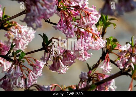 Rose Viburnum × bodnantense 'Dawn' fleur d'hiver Viburnum branche Viburnums branches florissantes brindilles roses fleurs Banque D'Images