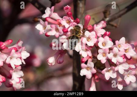 Abeille au miel européenne sur la fleur Rose Bodnant Viburnum abeille au miel insecte Viburnum × bodnantense Dawn Arrowwood Winter Flowering Bee-Friendly Bee Blooming Banque D'Images