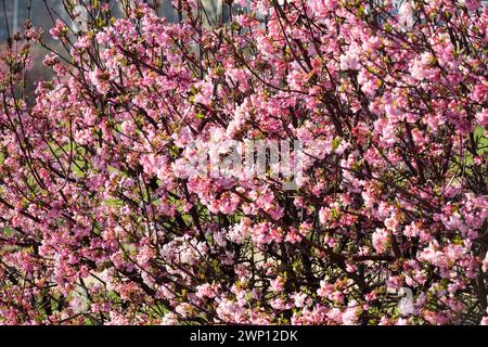 Viburnum × bodnantense 'Dawn' March Flowers Late Winter Arrowwood Bodnant Viburnum Hedge arbustes fleuris Rose Blooming Blossoms sur branches Viburnums Banque D'Images