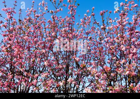 Arbustes à fleurs hivernales Hedge Viburnum Rose fleurs sur branches Blooming Viburnum × bodnantense 'Dawn' Bodnant Viburnum fleurs Rose Dawn March Banque D'Images