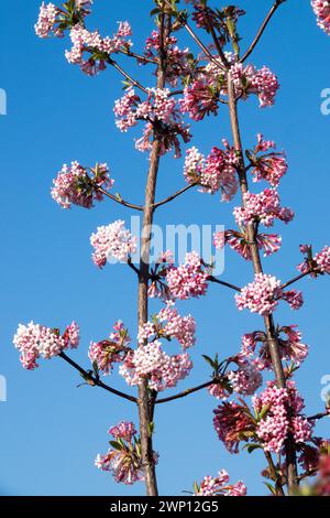 Viburnum × bodnantense Dawn Winter Bee-Friendly Plant Banque D'Images