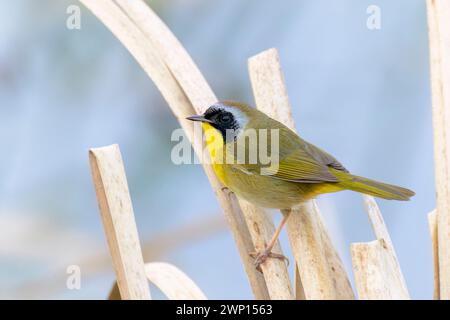 Mâle jaune commun (Geothlypis trichas) perché au milieu du roseau, lac Apopka, Floride, États-Unis. Banque D'Images