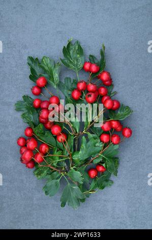 Brin de baies d'aubépine rouge et de feuilles vertes ressemblant à une guirlande festive couchée sur de l'ardoise bleue Banque D'Images