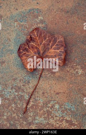 Feuille brune séchée unique et tige de lierre couchée sur grès brun Banque D'Images