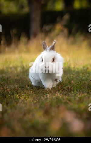 Faible profondeur du champ de Lionhead Rabbit dans le jardin vert. Portrait vertical mignon de petit animal domestique à l'extérieur. Banque D'Images