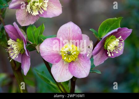 Rose de Carême, hellebore, Helleborus Christmas Rose HelleboresLate Winter ou Early Spring Flowers Garden Banque D'Images