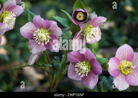 Rose de Carême hellebore Helleborus Rose de Noël hellebores Banque D'Images