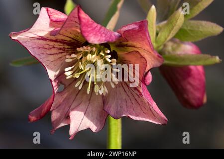 Helleborus 'abricot Picotee' Carême rose hellebore Helleborus, Christmas Rose hellebores Banque D'Images