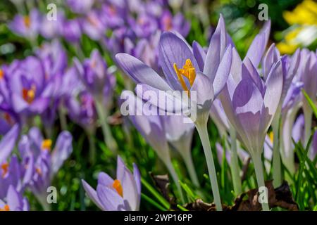 Farbenpracht im Frühjahr. Der Krokus blüht. Siegsdorf Bayern Deutschland *** splendides couleurs au printemps le crocus fleurit Siegsdorf Bavière Allemagne Copyright : xRolfxPossx Banque D'Images