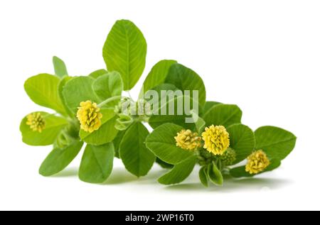 Hop Clover (Medicago lupulina) isolated on white Banque D'Images