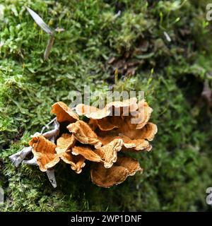 Champignons poussant sur un arbre couvert de mousse Banque D'Images