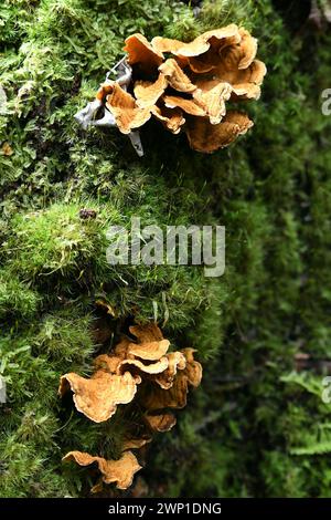 Champignons poussant sur un arbre couvert de mousse Banque D'Images