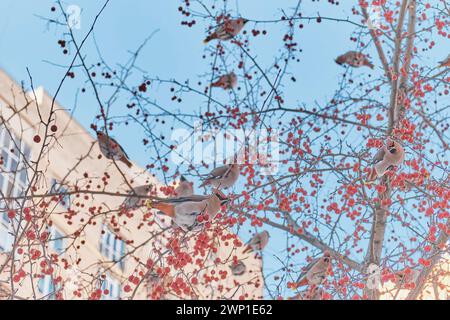 Cires d'oiseaux chanteurs à crête se nourrissant de fruits sur des branches de pommier sauvage dans la ville d'hiver sur fond de bâtiments et de ciel bleu. Les waxwings ont une arri Banque D'Images