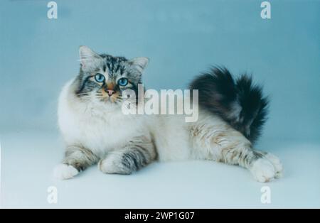 Birman Seal Tabby Ling Banque D'Images