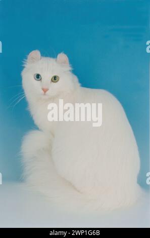 ODD-Eyed White American Curl jeune adulte assis sur bleu Banque D'Images