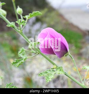 Hibiscus lilas (Alyogyne huegelii), anciennement connu sous le nom Hibiscus huegelii Banque D'Images